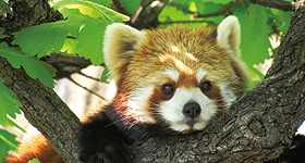 野毛山公園・野毛山動物園